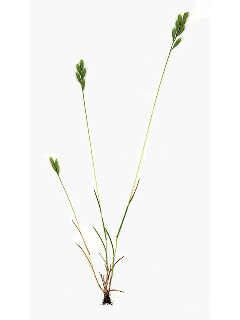 Vulpia octoflora (Sixweeks fescue) #90094