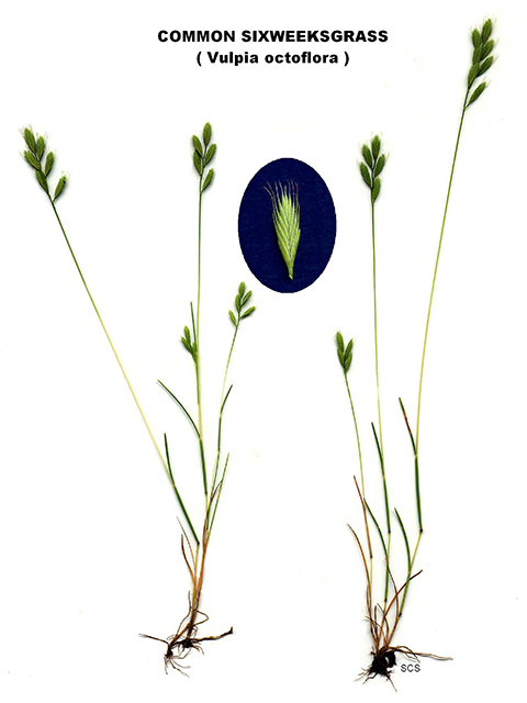 Vulpia octoflora (Sixweeks fescue) #90095