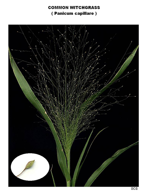 Panicum capillare (Witchgrass) #90098