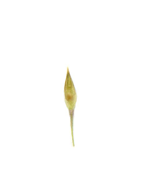 Panicum capillare (Witchgrass) #90102