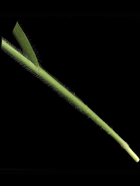 Panicum capillare (Witchgrass) #90103