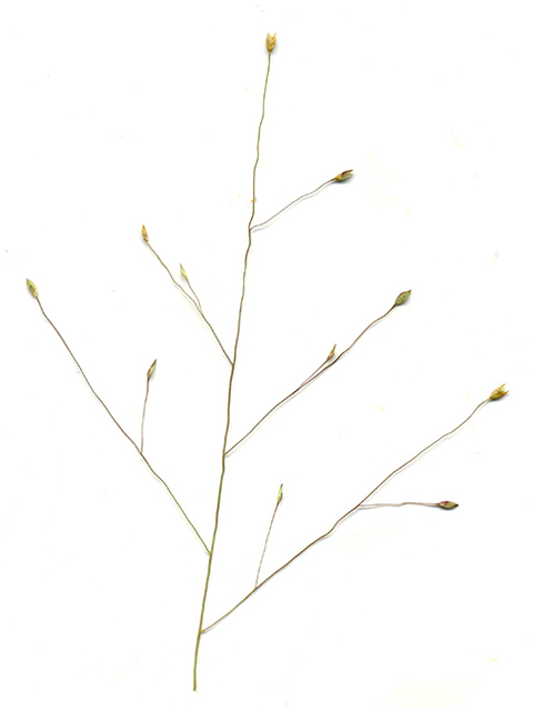 Panicum capillare (Witchgrass) #90104