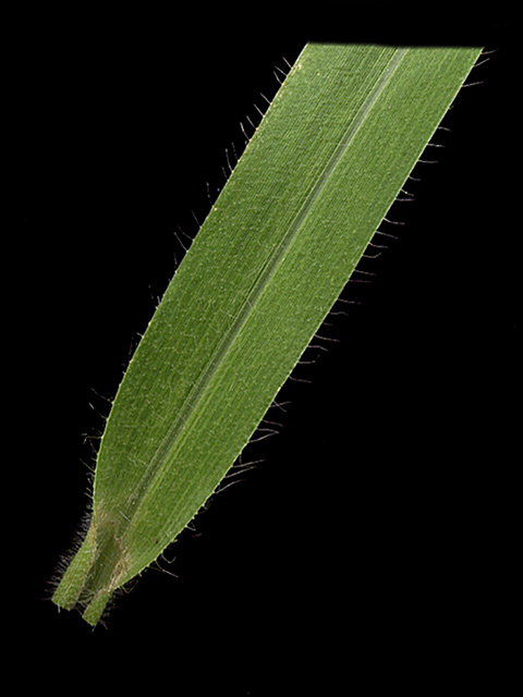 Panicum capillare (Witchgrass) #90106