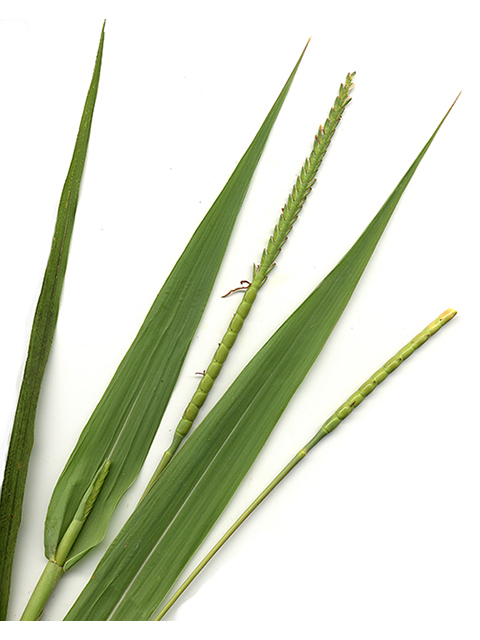 Tripsacum dactyloides (Eastern gamagrass) #90107