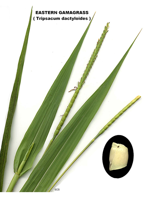 Tripsacum dactyloides (Eastern gamagrass) #90109