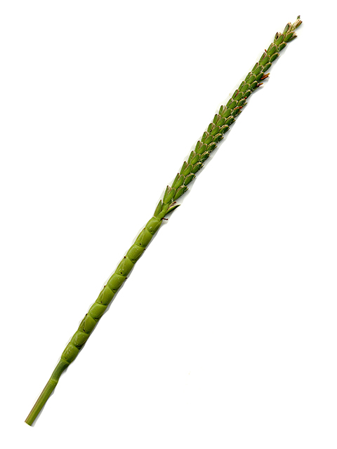 Tripsacum dactyloides (Eastern gamagrass) #90112