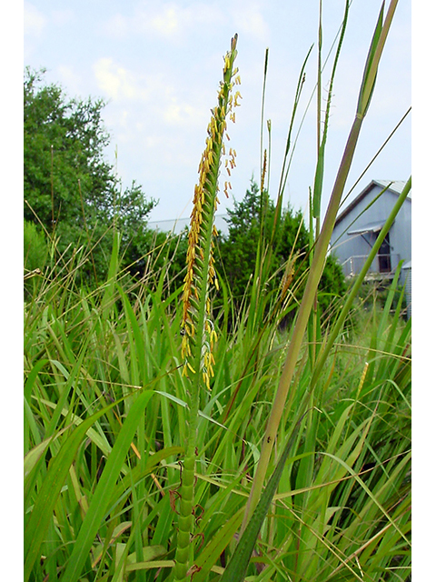 Tripsacum dactyloides (Eastern gamagrass) #90116