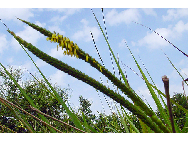 Tripsacum dactyloides (Eastern gamagrass) #90117