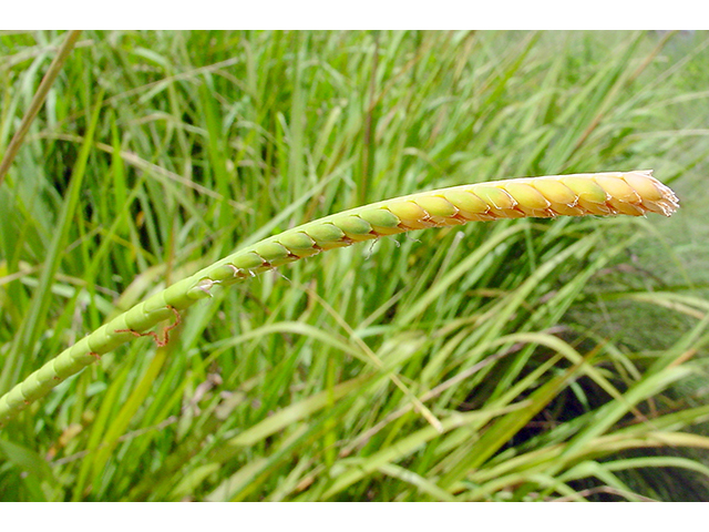 Tripsacum dactyloides (Eastern gamagrass) #90118