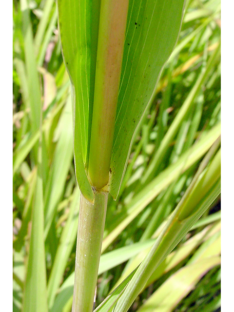 Tripsacum dactyloides (Eastern gamagrass) #90119