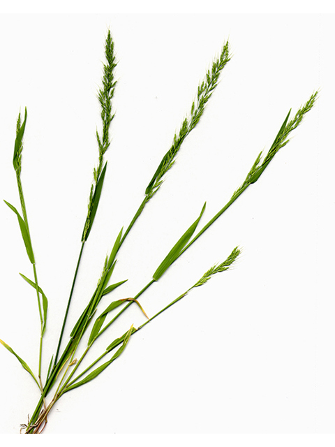Limnodea arkansana (Ozark grass) #90127