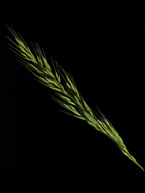 Limnodea arkansana (Ozark grass) #90129