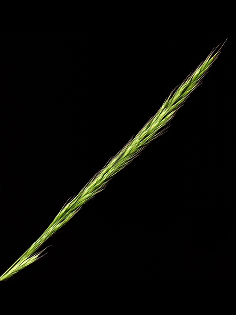 Limnodea arkansana (Ozark grass) #90130