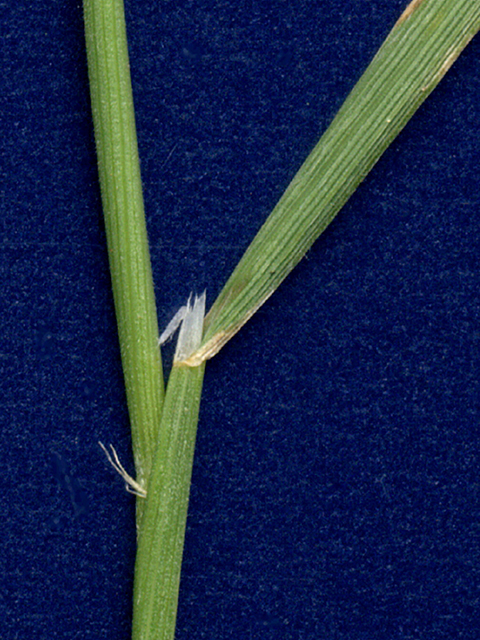Limnodea arkansana (Ozark grass) #90131