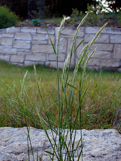Limnodea arkansana (Ozark grass) #90132