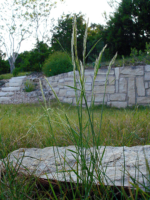 Limnodea arkansana (Ozark grass) #90133