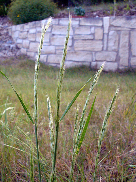 Limnodea arkansana (Ozark grass) #90134