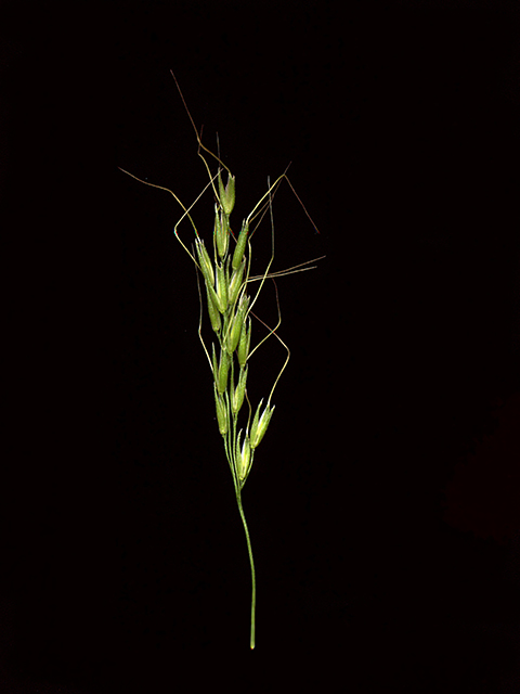 Limnodea arkansana (Ozark grass) #90135