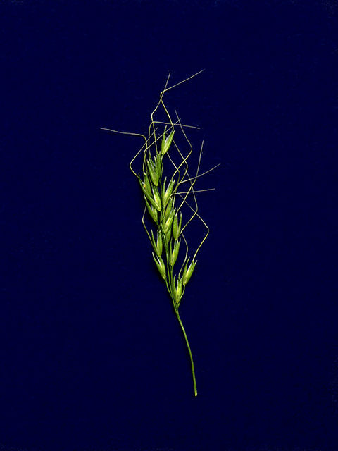 Limnodea arkansana (Ozark grass) #90136