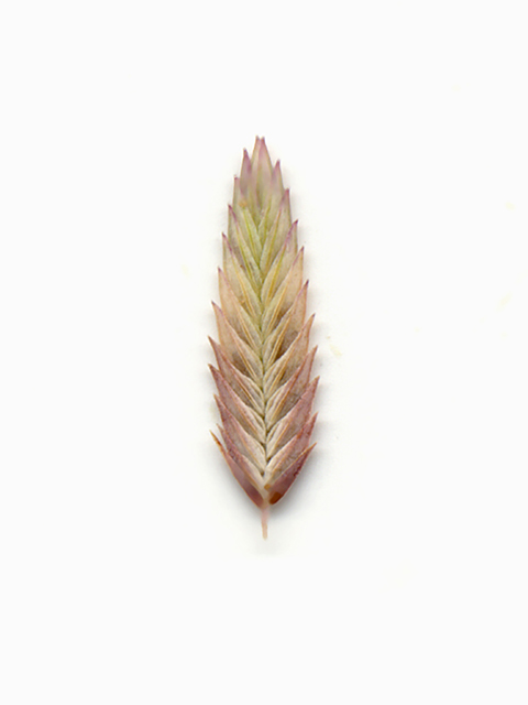 Eragrostis secundiflora (Red lovegrass ) #90146