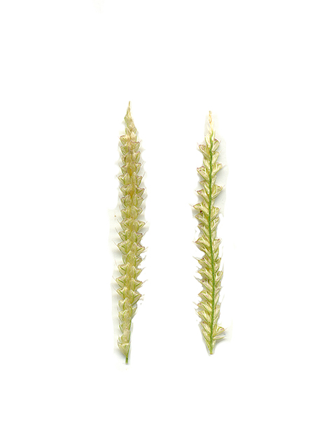 Chloris subdolichostachya (Shortspike windmillgrass) #90154