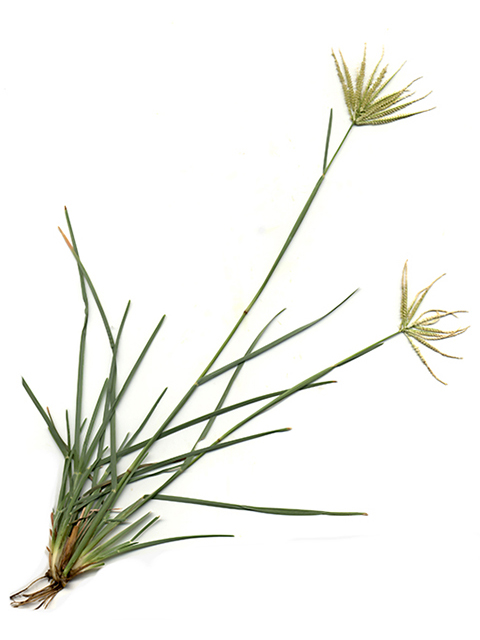 Chloris subdolichostachya (Shortspike windmillgrass) #90155