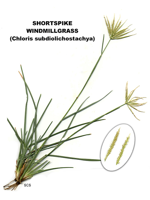 Chloris subdolichostachya (Shortspike windmillgrass) #90156