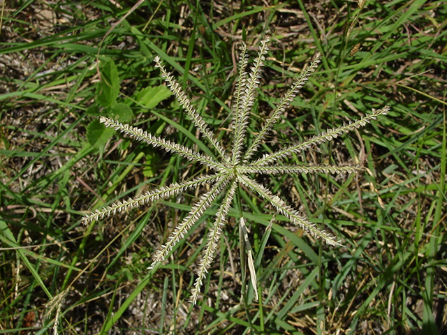 Chloris subdolichostachya (Shortspike windmillgrass) #90157