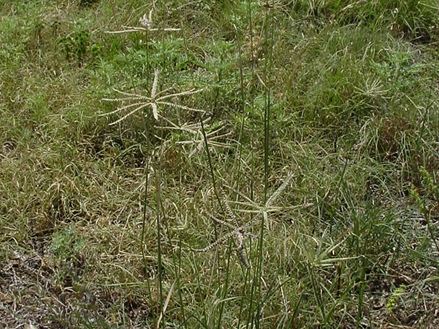 Chloris subdolichostachya (Shortspike windmillgrass) #90158