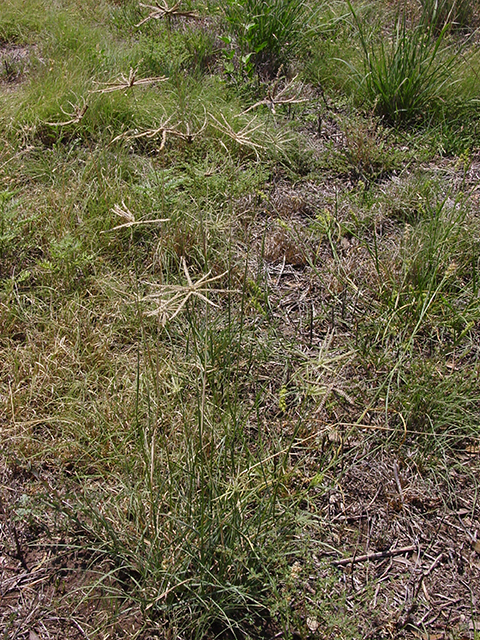 Chloris subdolichostachya (Shortspike windmillgrass) #90159