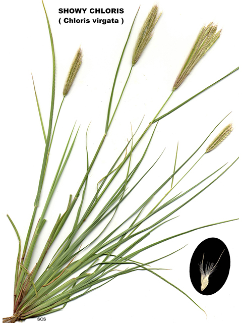 Chloris virgata (Feather fingergrass) #90161