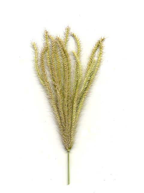 Chloris virgata (Feather fingergrass) #90162
