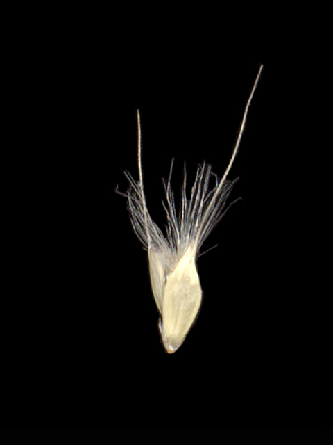 Chloris virgata (Feather fingergrass) #90163