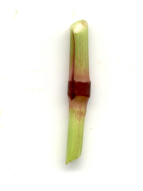 Chloris virgata (Feather fingergrass) #90165