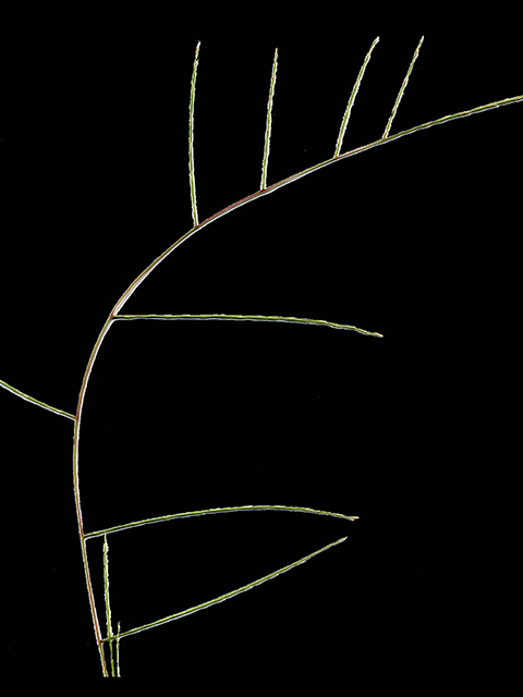Schedonnardus paniculatus (Tumblegrass) #90203