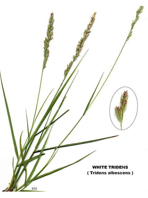 Tridens albescens (White tridens) #90216