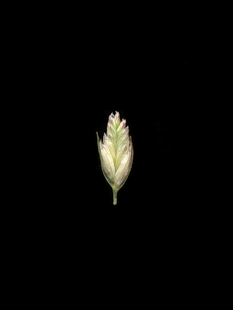 Tridens albescens (White tridens) #90220