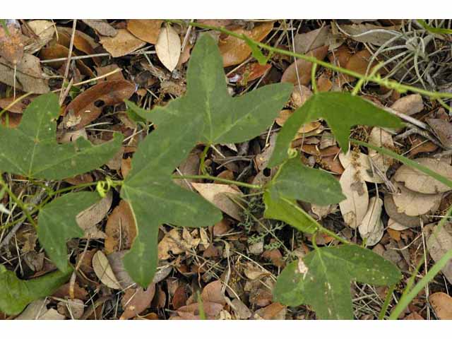 Passiflora affinis (Bracted passionflower) #33309