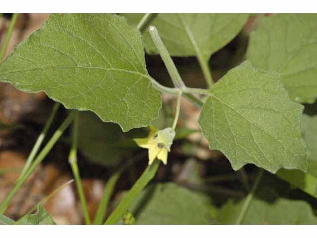Physalis cinerascens (Smallflower groundcherry) #33311