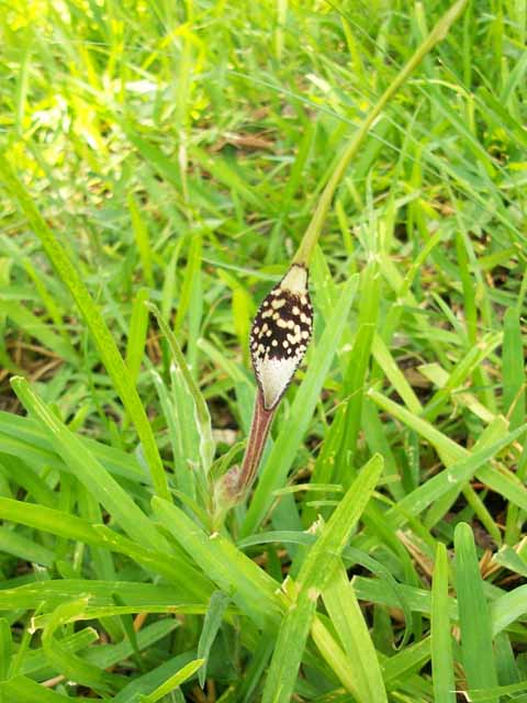 Aristolochia erecta (Swanflower) #33313