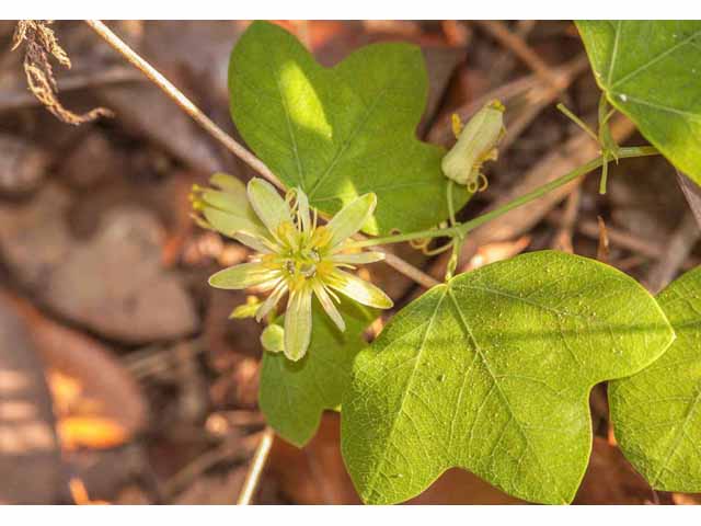 Passiflora lutea (Yellow passionflower) #33320