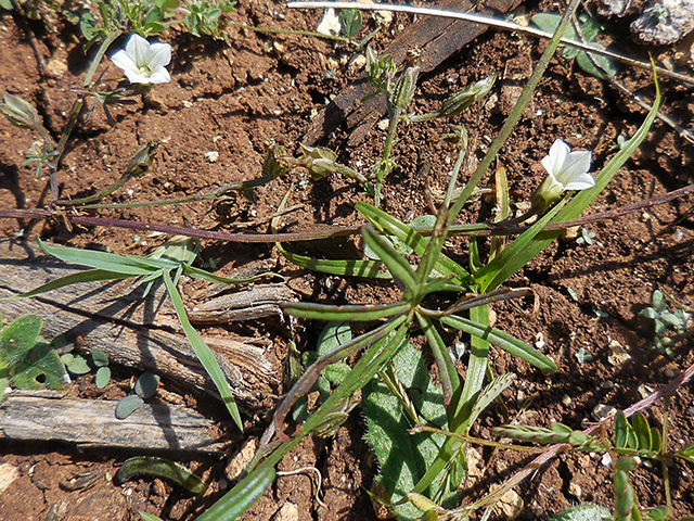 Ipomoea costellata var. edwardsensis (Edwards plateau crestrib morning-glory) #66115
