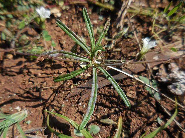 Ipomoea costellata var. edwardsensis (Edwards plateau crestrib morning-glory) #66118