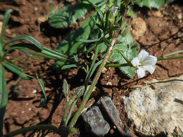Ipomoea costellata var. edwardsensis (Edwards plateau crestrib morning-glory) #66119