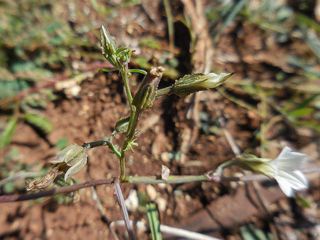 Ipomoea costellata var. edwardsensis (Edwards plateau crestrib morning-glory) #66120