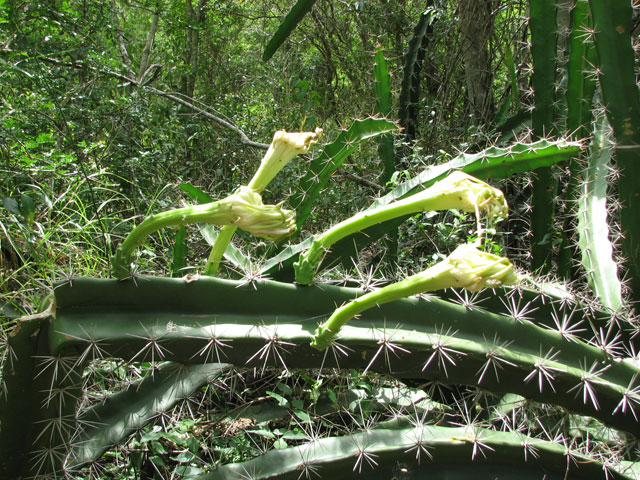 Acanthocereus tetragonus (Triangle cactus) #26180