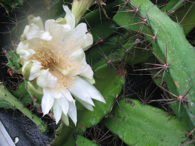 Acanthocereus tetragonus (Triangle cactus) #26182