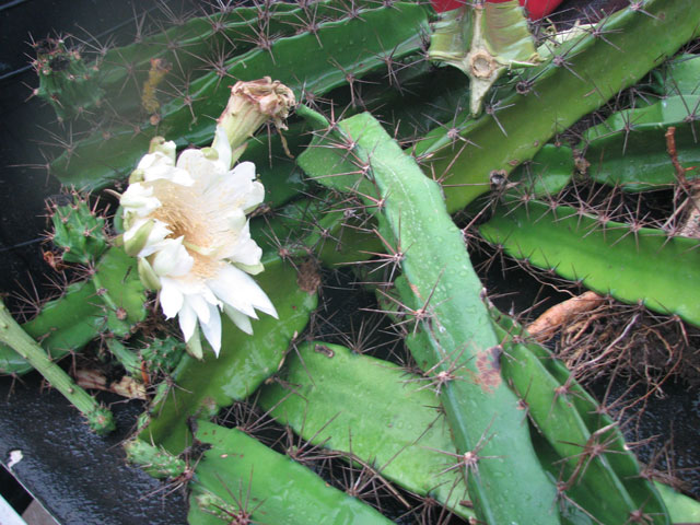 Acanthocereus tetragonus (Triangle cactus) #26183