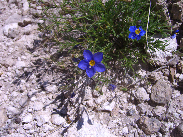 Giliastrum acerosum (Bluebowls) #20719