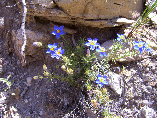 Giliastrum acerosum (Bluebowls) #20721